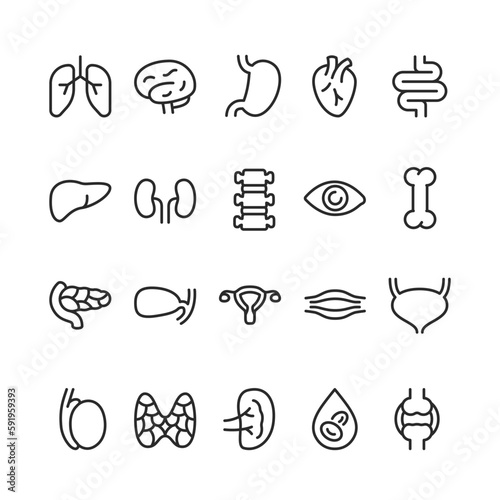 Human organs, linear style icons set. Internal organ, anatomy, human structure. Editable stroke width photo