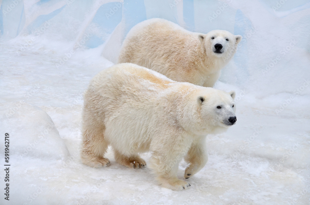 polar bear in the snow polar bear in the snow