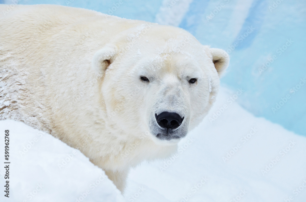 polar bear in the snow polar bear in the snow