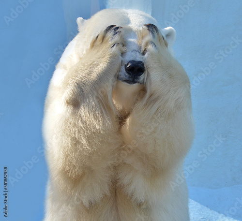 white polar bear