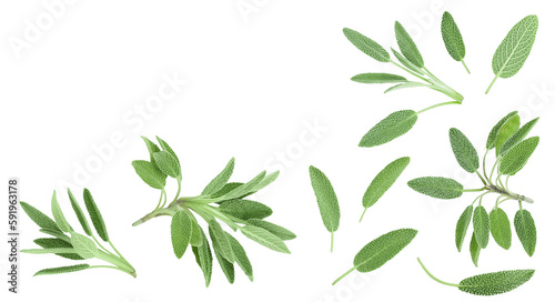 fresh sage herb isolated on white background with full depth of field  Top view with copy space for your text. Flat lay