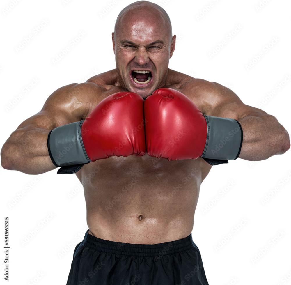 Aggressive boxer flexing muscles