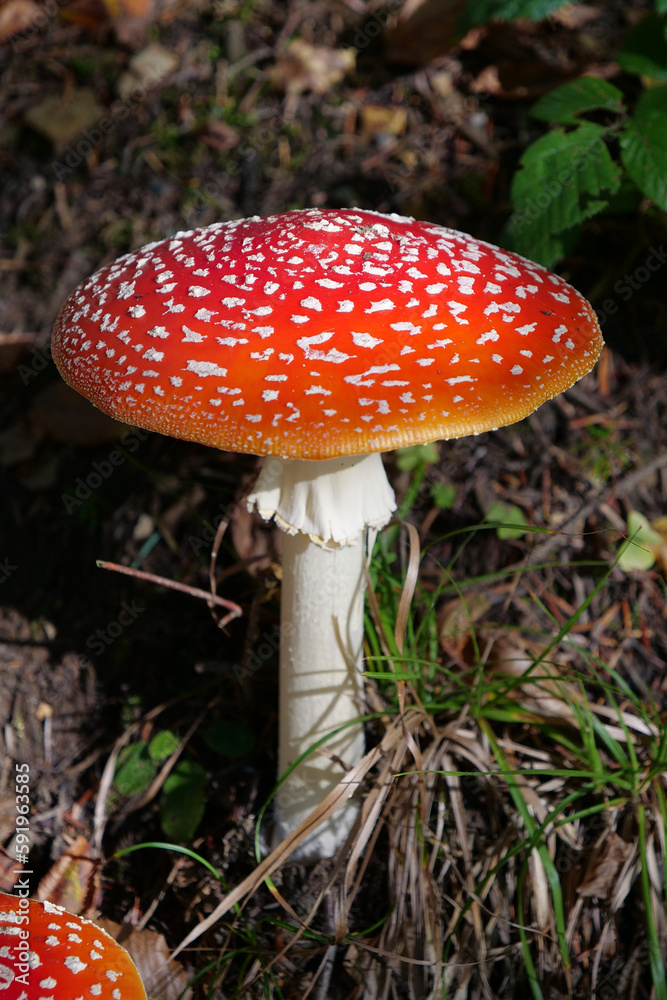 Big red fly agaric grows in autumn wood. Picturesque place in wood heart Big red fly agaric grows in autumn wood. Picturesque place in wood heart