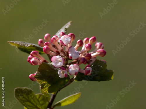 Closeup of flowers of arrowwood Viburnum carlesii 'Diana' in a garden in spring  photo