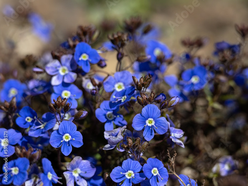 Closeup of flowers of Veronica umbrosa 'Georgia Blue' in a garden in Spring © Chris Lawrence