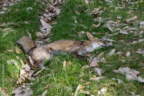 Dead fox on green grass. Natural death of animals  bad ecology.