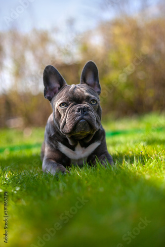 Eine französische Bulldogge liegt  auf dem Rasen.