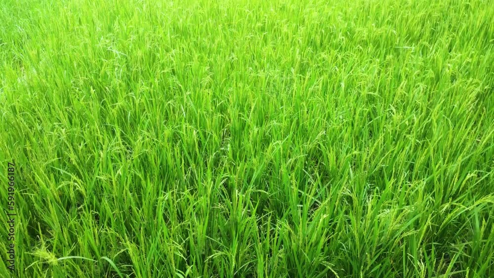 Rice field in daylight. green plants. Scenic landscape of rice leaves. Peaceful nature view. Rice field in daylight. green plants. Scenic landscape of rice leaves. Peaceful nature view.