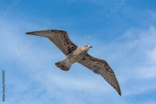 Gaviota Dominicana  juvenil Larus dominicanus  en pleno vuelo