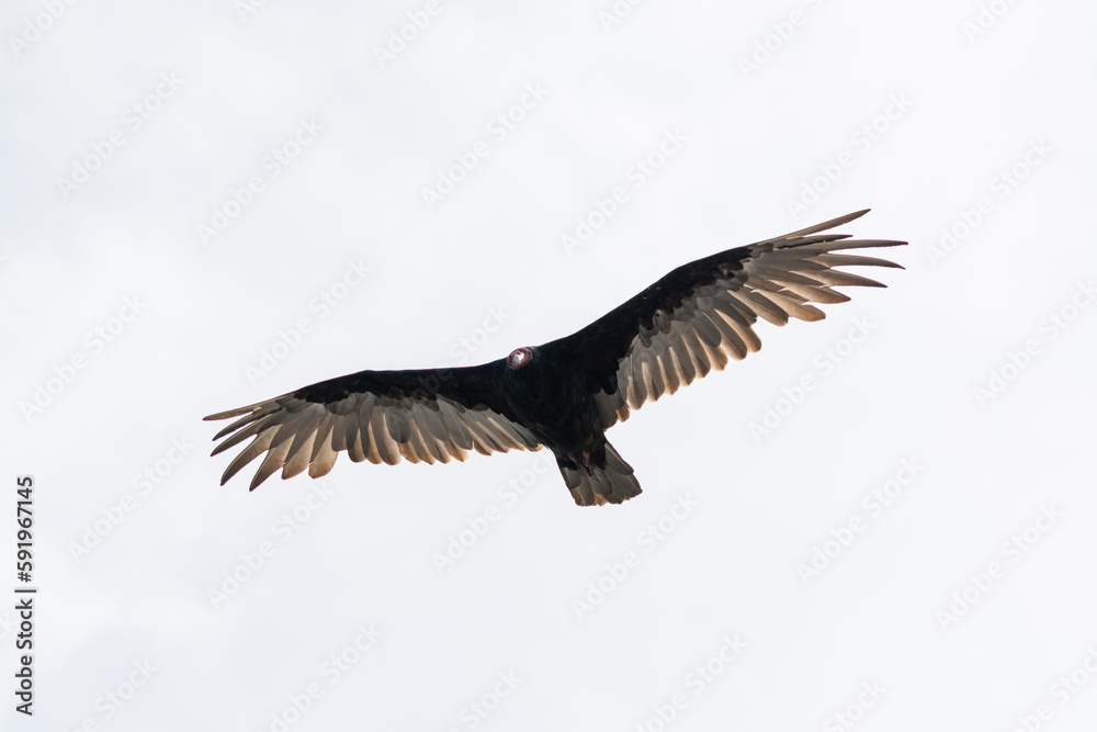 Jote de cabeza colorada (Cathartes aura) volando Jote de cabeza colorada (Cathartes aura) volando