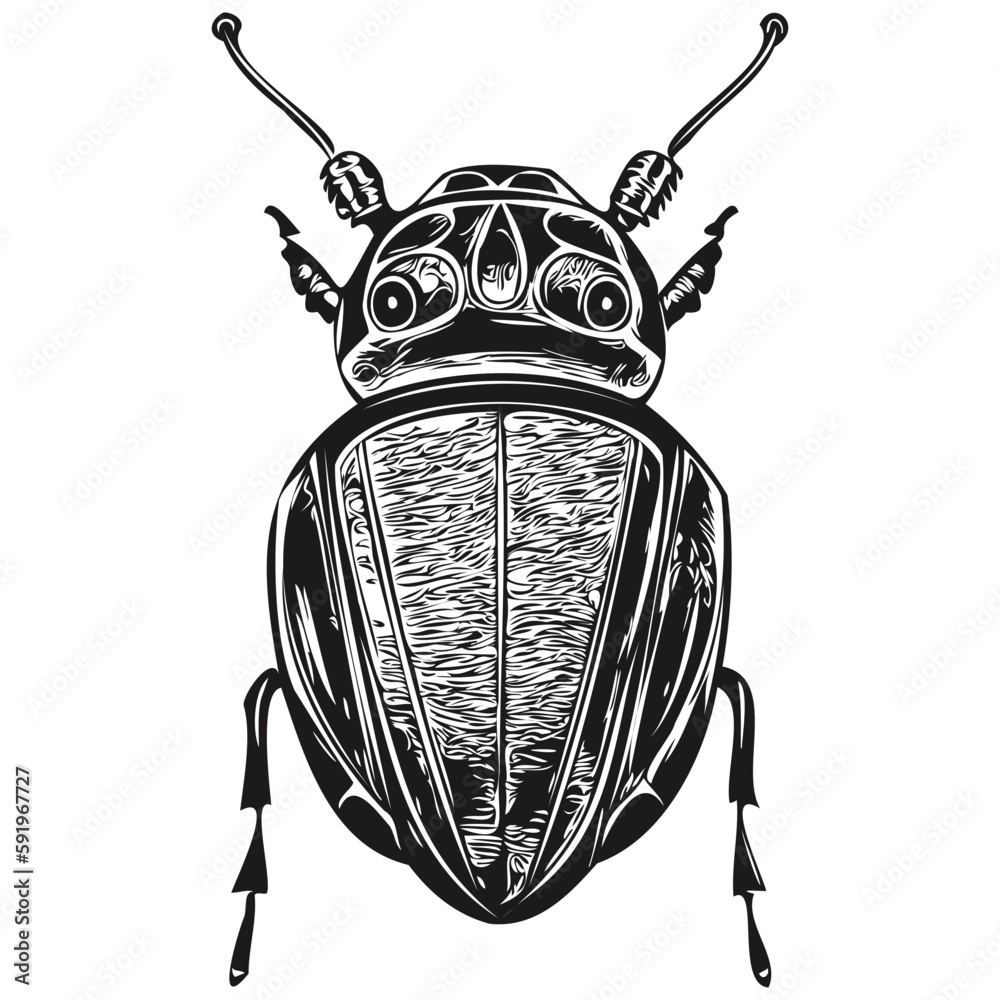 beetle vector illustration line art drawing black and white beetles ...