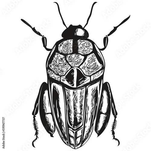 beetle vector illustration line art drawing black and white beetles