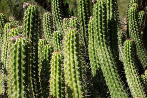 group of cactus in the desert