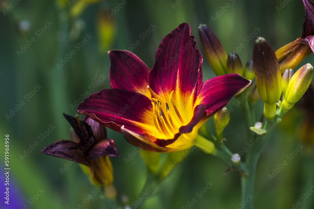 A Daylily (Hemerocallis) blooms in a flower garden; Astoria, Oregon, United States of America A Daylily (Hemerocallis) blooms in a flower garden; Astoria, Oregon, United States of America