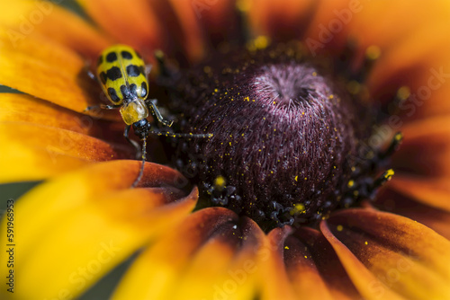 A Cucumber Beetle (Diabrotica undecimpunctata) explores a Black-eyed Susan (Rudbeckia hirta) in a flower garden; Astoria, Oregon, United States of America photo