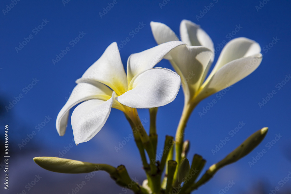Close-Up Of White Plumeria Flower Against A Blue Sky; Maui, Hawaii, United States Of America Close-Up Of White Plumeria Flower Against A Blue Sky; Maui, Hawaii, United States Of America