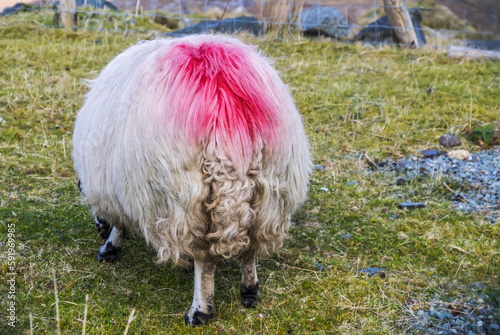 A Sheep Is Marked With Pink Paint To Help With Ownership Identification, As Multiple Flocks Of Sheep Are Often Pastured On The Same Land; County Kerry, Ireland photo