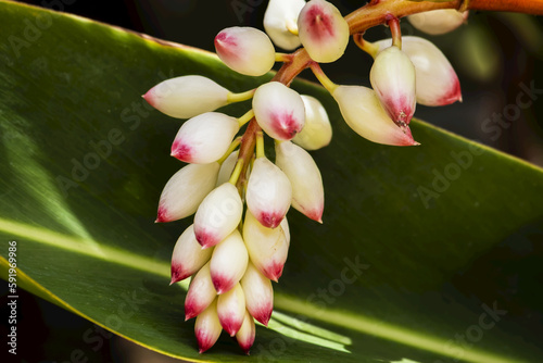 Close-Up Of White Ginger Flower Alpinia; Maui, Hawaii, United States Of America