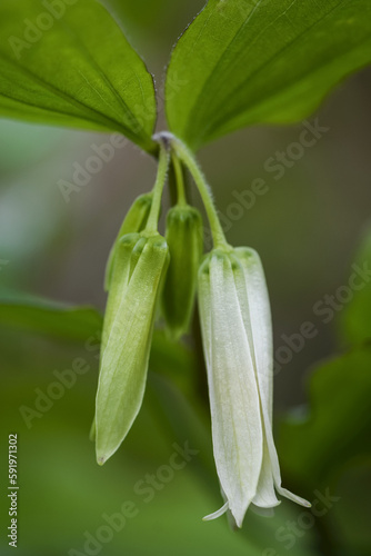 Smith's Fairy Bells (Disporum) Grow Wild In The Forests Of Oregon; Astoria, Oregon, United States Of America photo