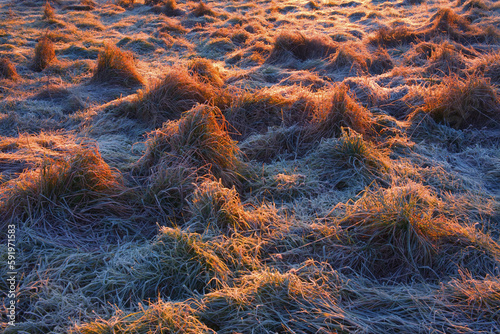 Frosted Tufts Of Field Grass Lit By A Rising Sun; Lower Sackville, Nova Scotia, Canada photo