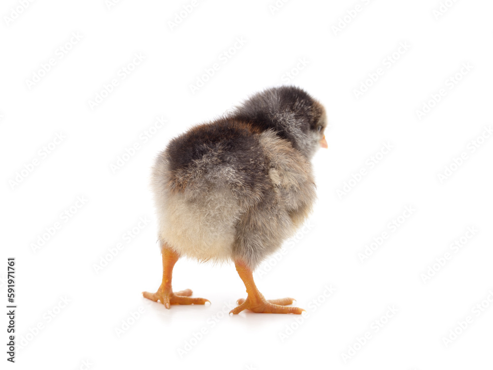 Obraz premium Small gray chicken.