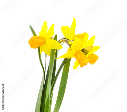 Three yellow beautiful daffodils.