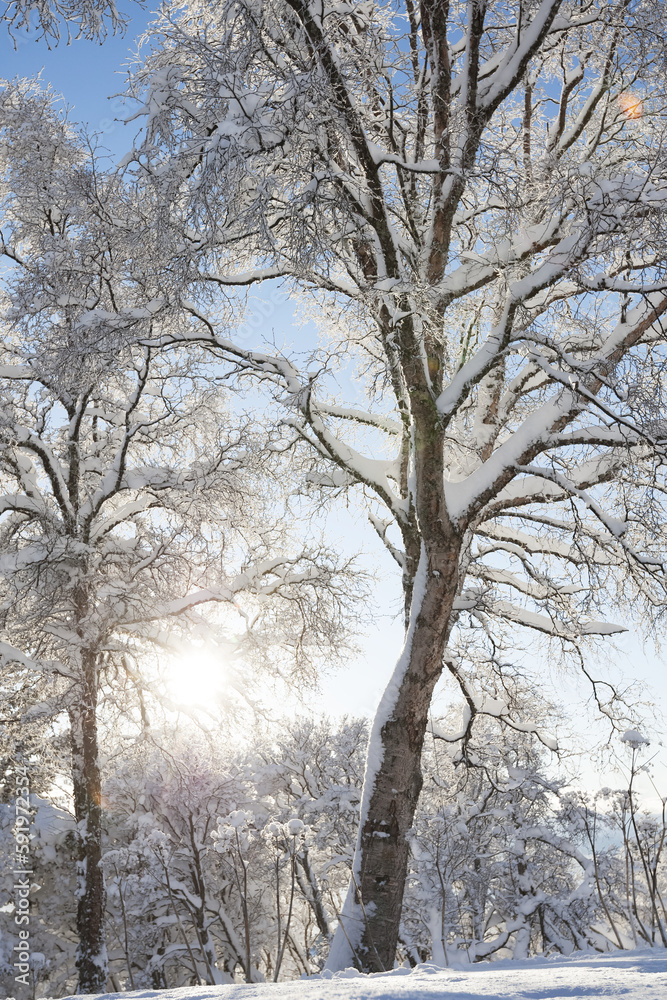 Trees Covered In Snow And Hoarfrost Backlit By The Sunlight Against A Blue Sky; Alaska, United States Of America Trees Covered In Snow And Hoarfrost Backlit By The Sunlight Against A Blue Sky; Alaska, United States Of America