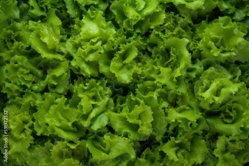Lettuce, generative ai, Fresh tasty vegetables, Fresh ingredients, cooking ingredients