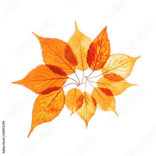 Autumn leaves yellow orange gradient color isolated on white background. Natural fallen autumn leaves of elderberry as decorative elements, vibrant color textured foliage, herbarium of leaf