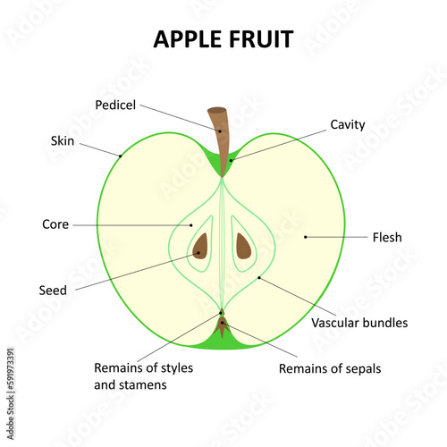 The fruit of an apple tree. The internal structure of the fruit of the apple tree.