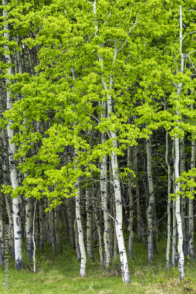 White Barked Aspen Trees In A Forest; Alberta, Canada White Barked Aspen Trees In A Forest; Alberta, Canada