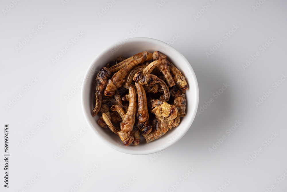 edible grasshopper in a transparent plate on a white background edible grasshopper in a transparent plate on a white background