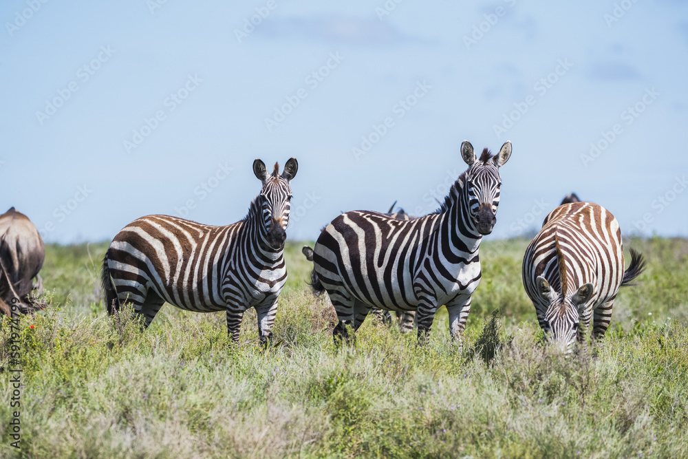 Zebras Grazing In The Serengeti; Tanzania Zebras Grazing In The Serengeti; Tanzania