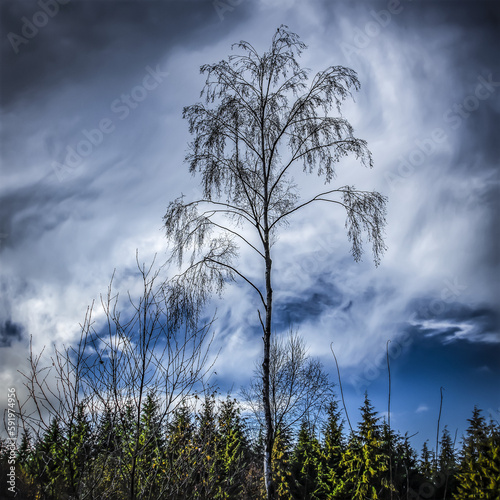 A lone deciduous tree with scant foliage stands above the coniferous trees against a blue sky with cloud; Gateshead, Tyne and Wear, England photo