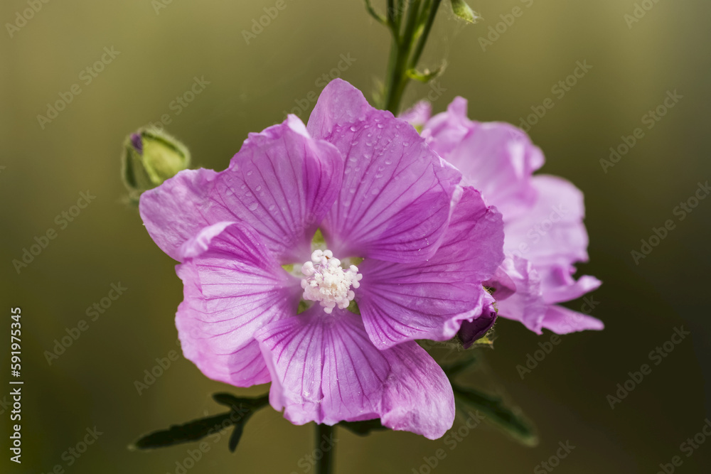 Sidalcea blooms in a flower garden; Astoria, Oregon, United States of America Sidalcea blooms in a flower garden; Astoria, Oregon, United States of America