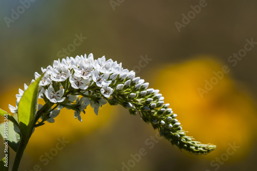 Gooseneck Loosestrife (Lysimachia clethroides) thrives in a garden; Astoria, Oregon, United States of America photo