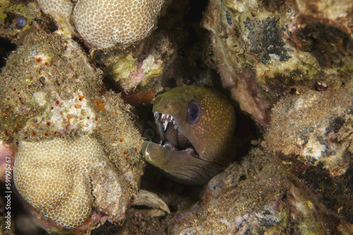 A close-up underwater view of a Yellowmargin Moray eel (Gymnothorax flavimarginatus); Wailea, Maui, Hawaii, United States of America photo