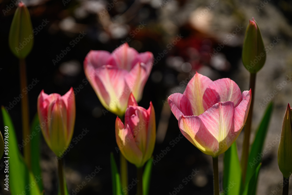 Naklejka premium Frühling im Münsterland