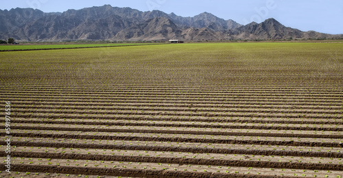 Young lettuce plants in raised rows with farm buildings and jagged mountains beyond, Dome Valley, near Yuma; Arizona, United States of America photo