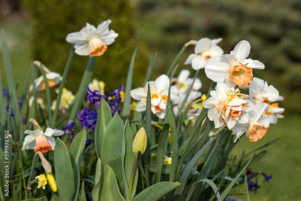 spring flowers in the garden - narcissus, tulips, hyacinth flowers spring flowers in the garden - narcissus, tulips, hyacinth flowers