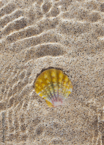 A hawaiian orange sunrise shell (pecten scallop) found in a sandy tide pool at the beach, North Shore; Oahu, Hawaii, United States of America photo