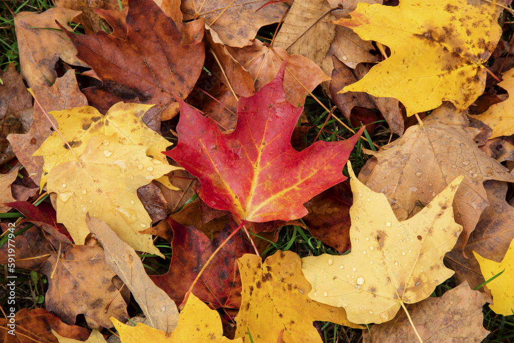 Close-up of autumn coloured maple leaves on the ground, White Mountain National Forest; New England, United States of America Close-up of autumn coloured maple leaves on the ground, White Mountain National Forest; New England, United States of America