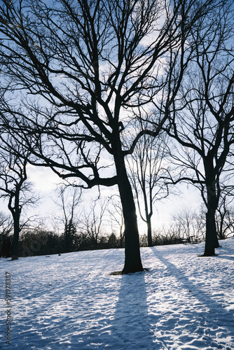 Silhouette of leafless trees in a snow covered field in Phalen park; Minnesota, United States of America photo