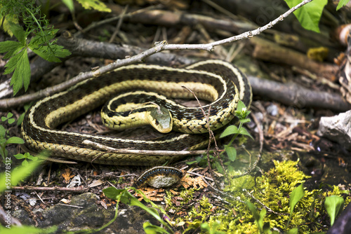 Close-up of a garter snake (Thamnophis) on the ground; Ontario, Canada photo