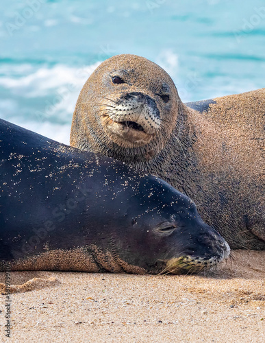 Close-up of two Hawaiian Monk Seals (Neomonachus schauinslandi) on the beach; Kihei, Maui, Hawaii, United States of America photo