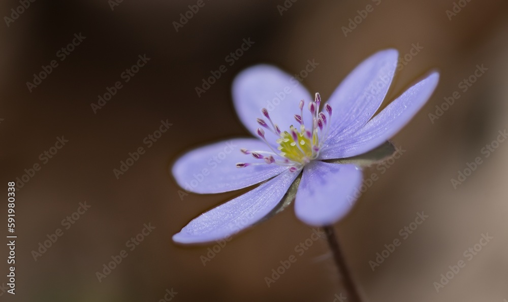 Hepatica Nobilis - Liverwort: the messenger of spring, a blue flower that can help the liver and gall bladder. Hepatica Nobilis - Liverwort: the messenger of spring, a blue flower that can help the liver and gall bladder.