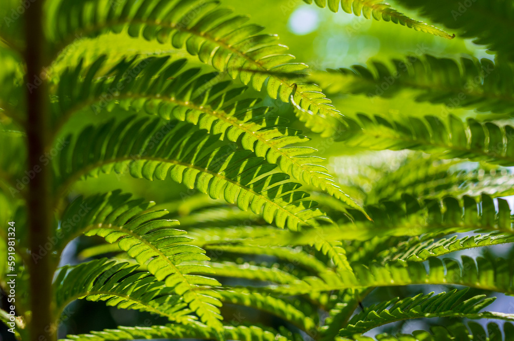 leaf leaf