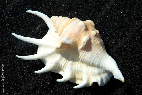 Spider Conch Shell On Black Sand Beach. photo