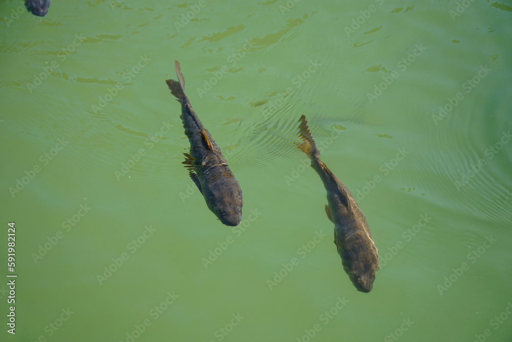 Obraz premium Two fish swimming in pond - view from above