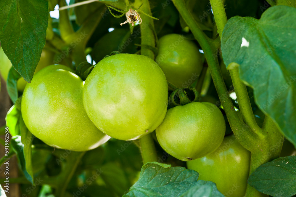 Agriculture - Closeup of a cluster of immature green fresh market tomatoes on the vine / near Hamburg, Arkansas, USA. Agriculture - Closeup of a cluster of immature green fresh market tomatoes on the vine / near Hamburg, Arkansas, USA.